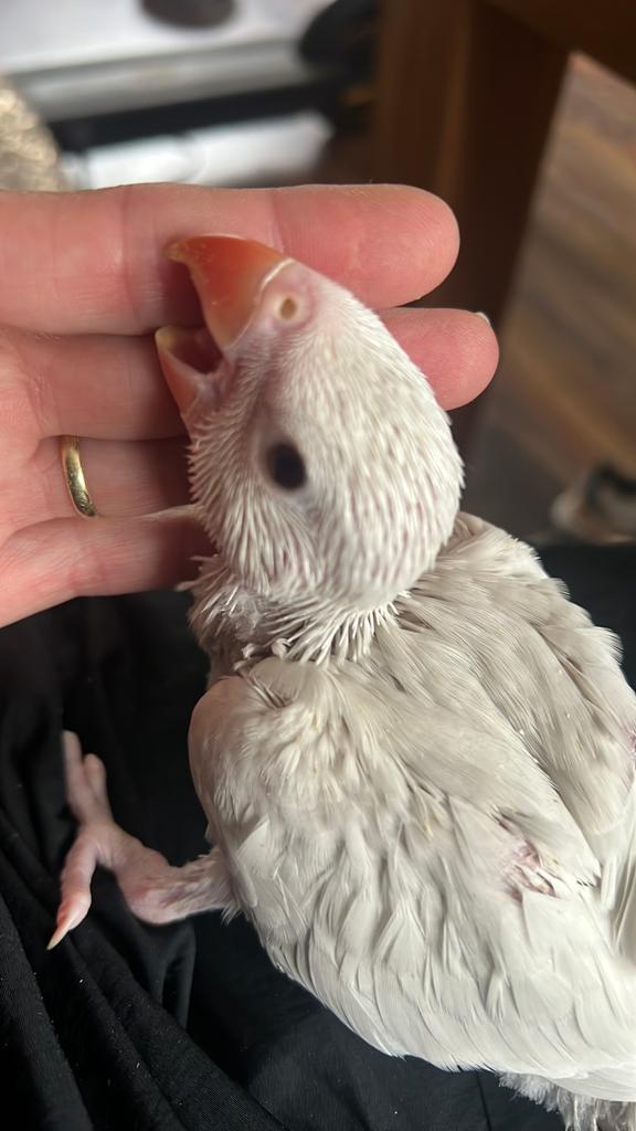 3 Jonge tamme halsband parkieten te reserveren, Geslacht onbekend, Parkiet, Tam