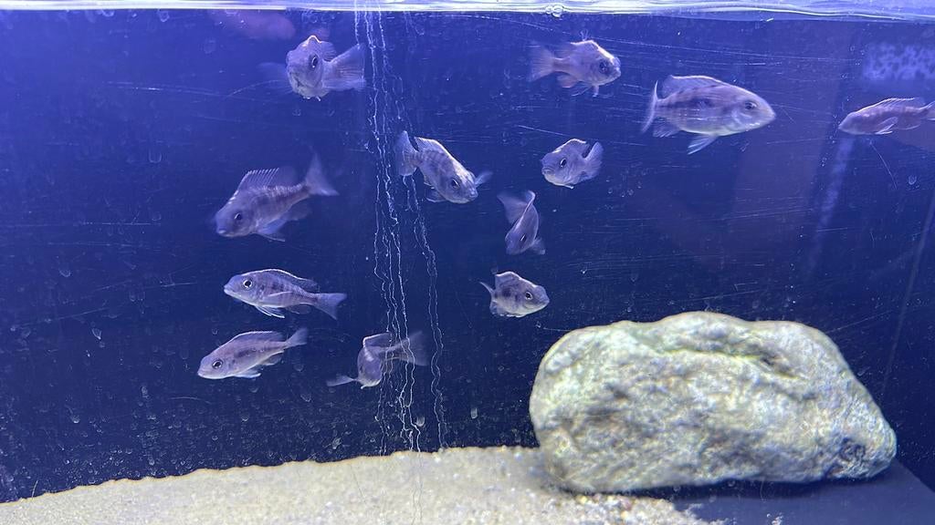 Protomelas spinolotus mara rocks vrouwen gratis, Dieren en Toebehoren, Vis