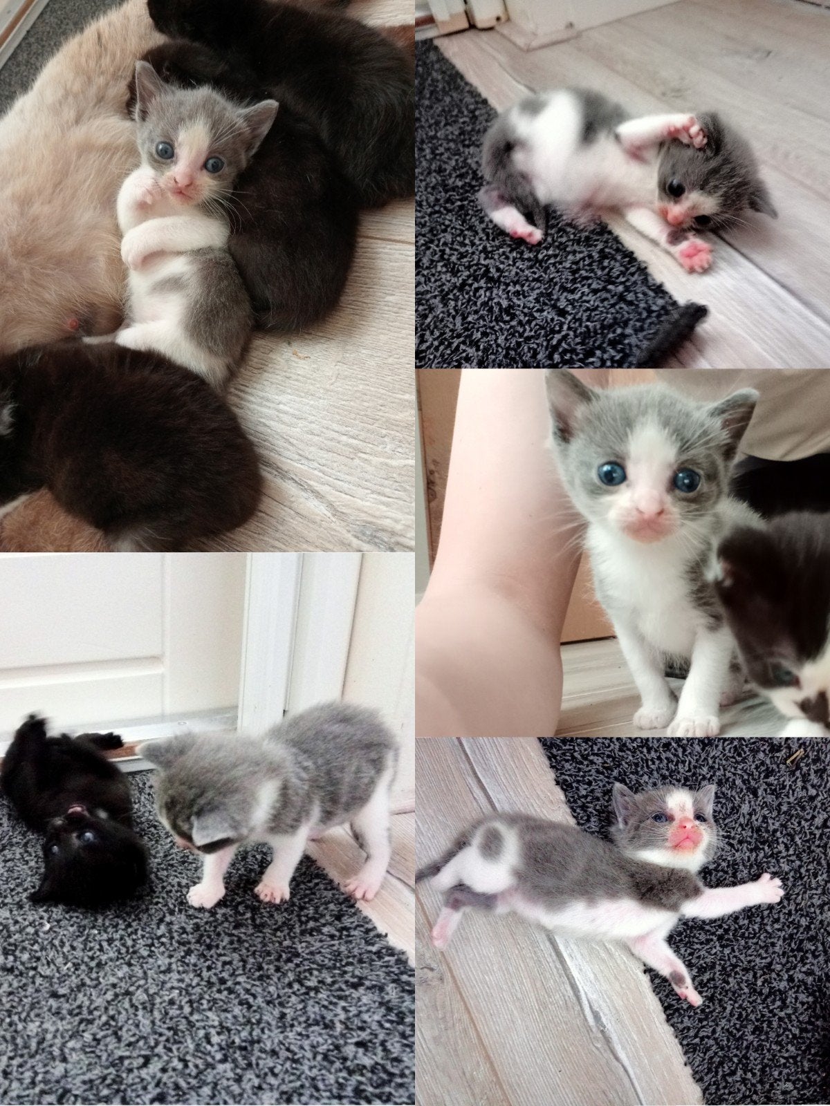 Foto 9 van z.s.m. weg nog 1. Leuke unieke kittens vn Siamese moederpoes