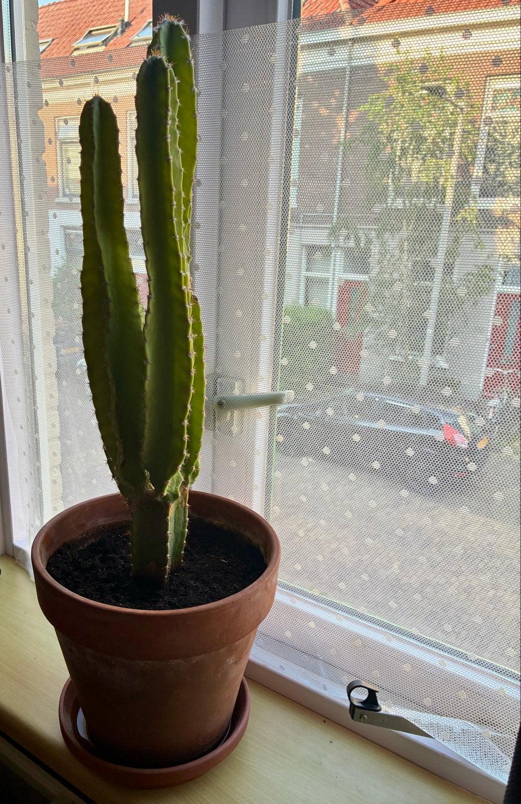 Grote cactus incl zware terracotta pot en lekbak, Tuin en Terras, Planten | Tuinplanten, Volle zon, Vaste plant, Bloeit niet, Ophalen