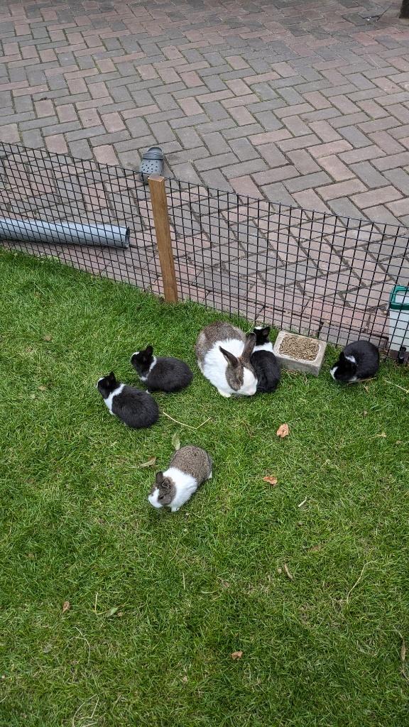 5 lieve konijntjes, Meerdere dieren, Dwerg, 0 tot 2 jaar