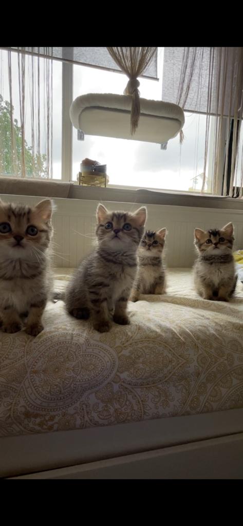 Britse korthaar Black golden shaded kittens 🐱, Meerdere dieren, Ontwormd, 0 tot 2 jaar