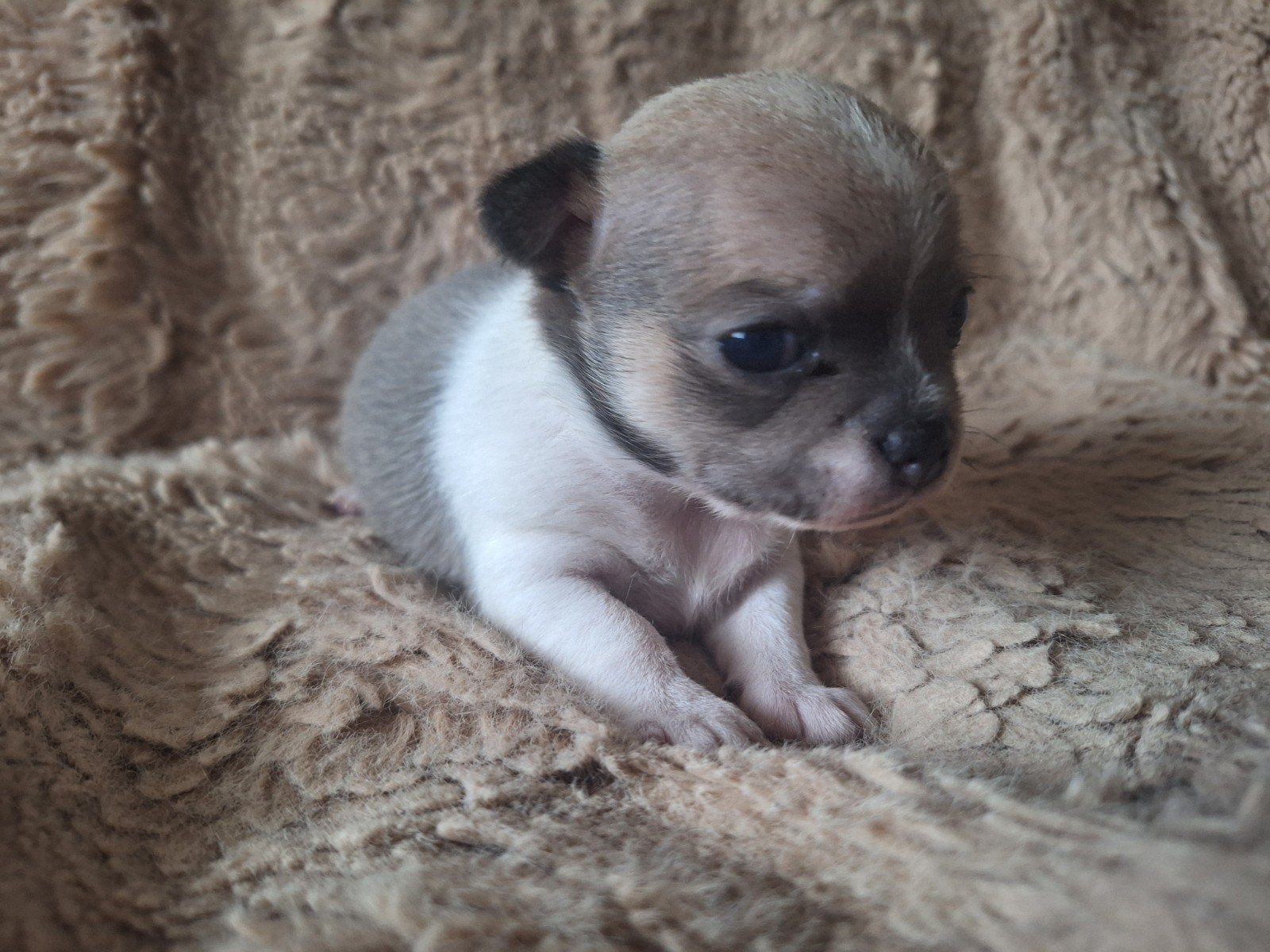 mooie chihuahua pups puppy's teefje en reutje, Dieren en Toebehoren, Honden | Chihuahua's en Gezelschapshonden, 8 tot 15 weken