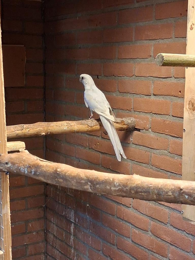 Te koop 2 koppels penant rosselas, Dieren en Toebehoren, Meerdere dieren, Parkiet, Geringd