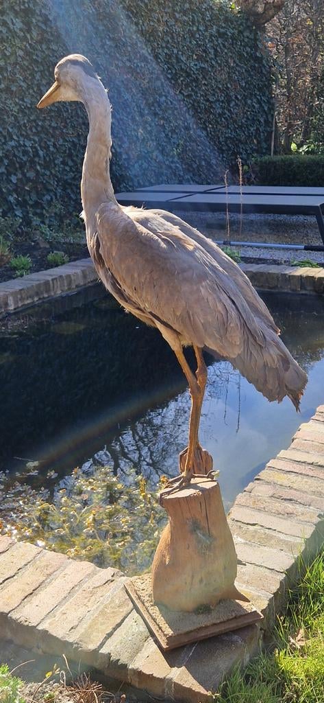 Opgezette Blauwe Reiger - Uniek Erfstuk met Karakter, Verzamelen, Ophalen of Verzenden, Vogel, Opgezet dier