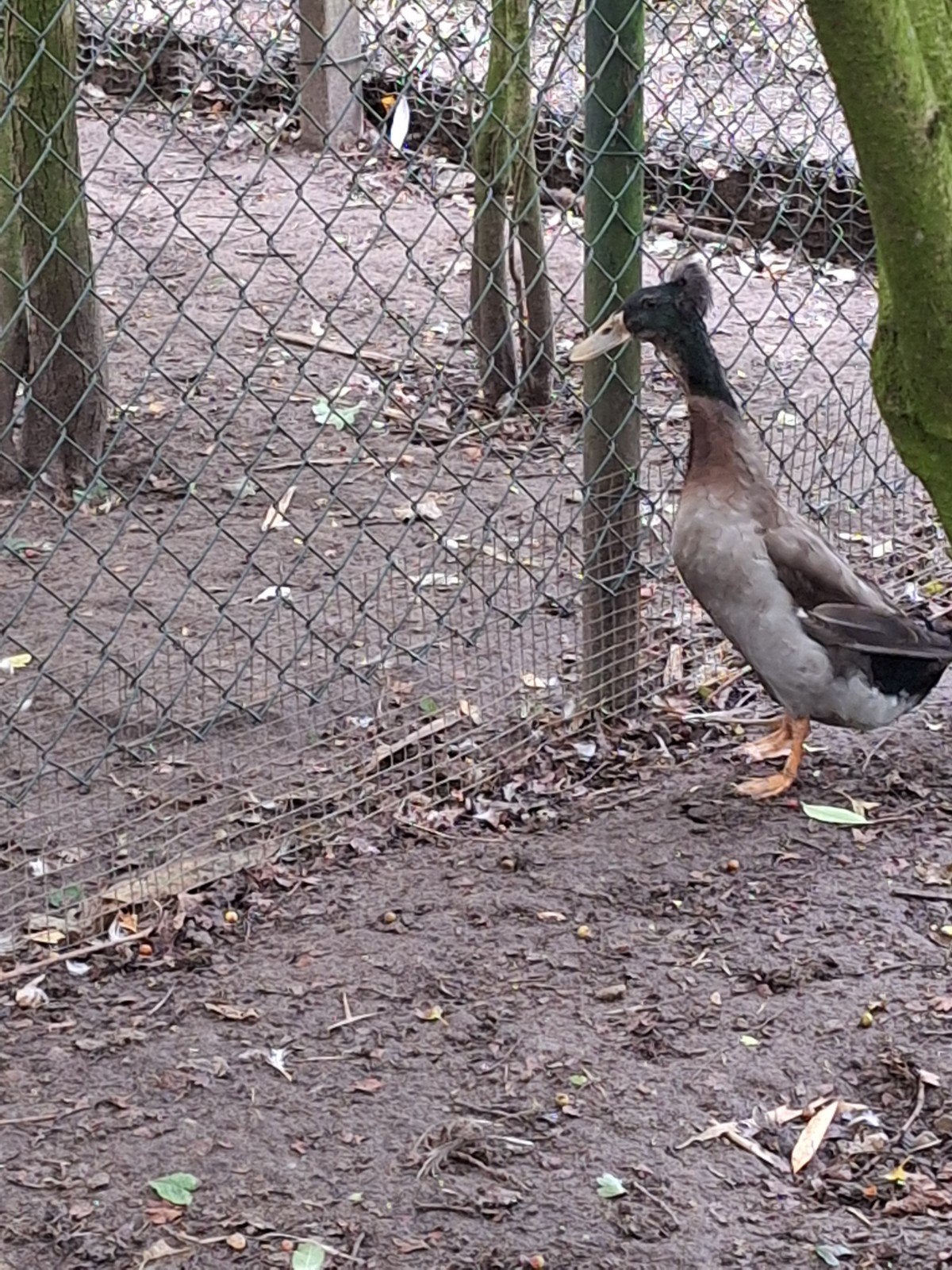 indische loopeenden met kuif, Dieren en Toebehoren, Meerdere dieren, Eend