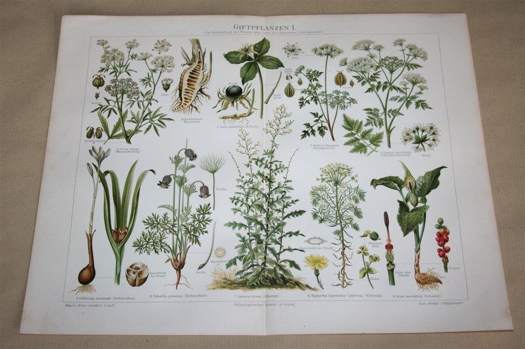2 antieke botanische kleurenlitho\'s - Giftige planten - 190, Ophalen of Verzenden