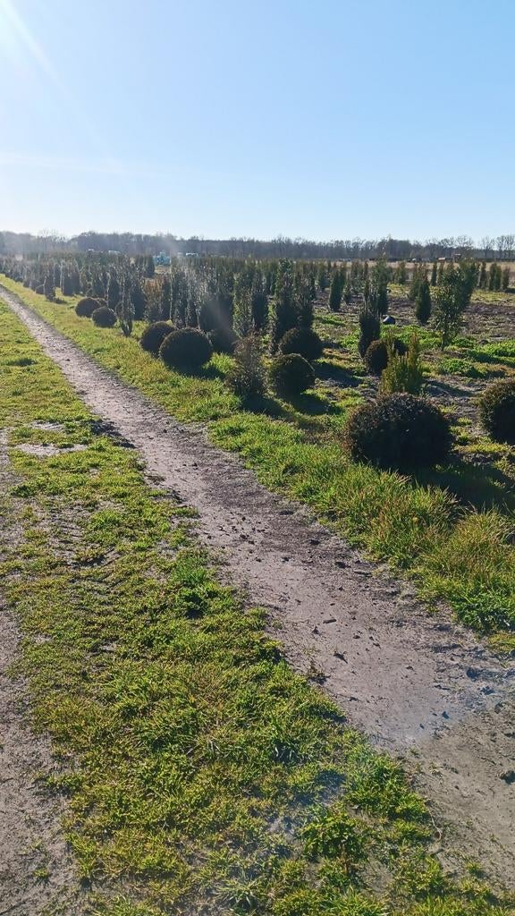 Restpartij taxus bol en struik, Ophalen of Verzenden, Taxus