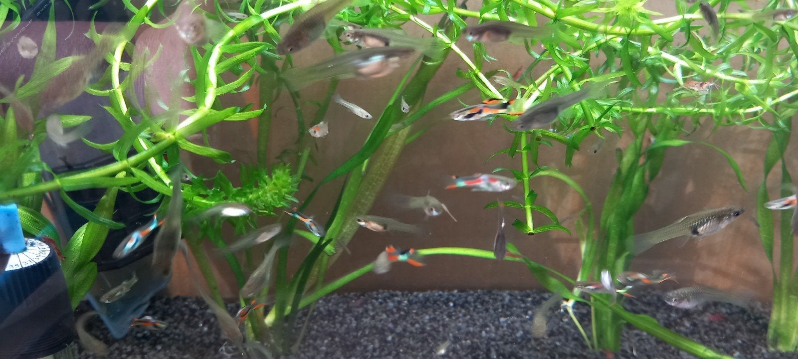 Endler guppen, Dieren en Toebehoren, Vis