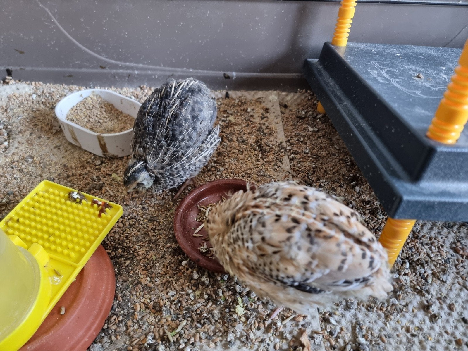 Japanse kwartel haan (blond) en hen (wildkleur), Dieren en Toebehoren, Pluimvee, Meerdere dieren, Overige soorten