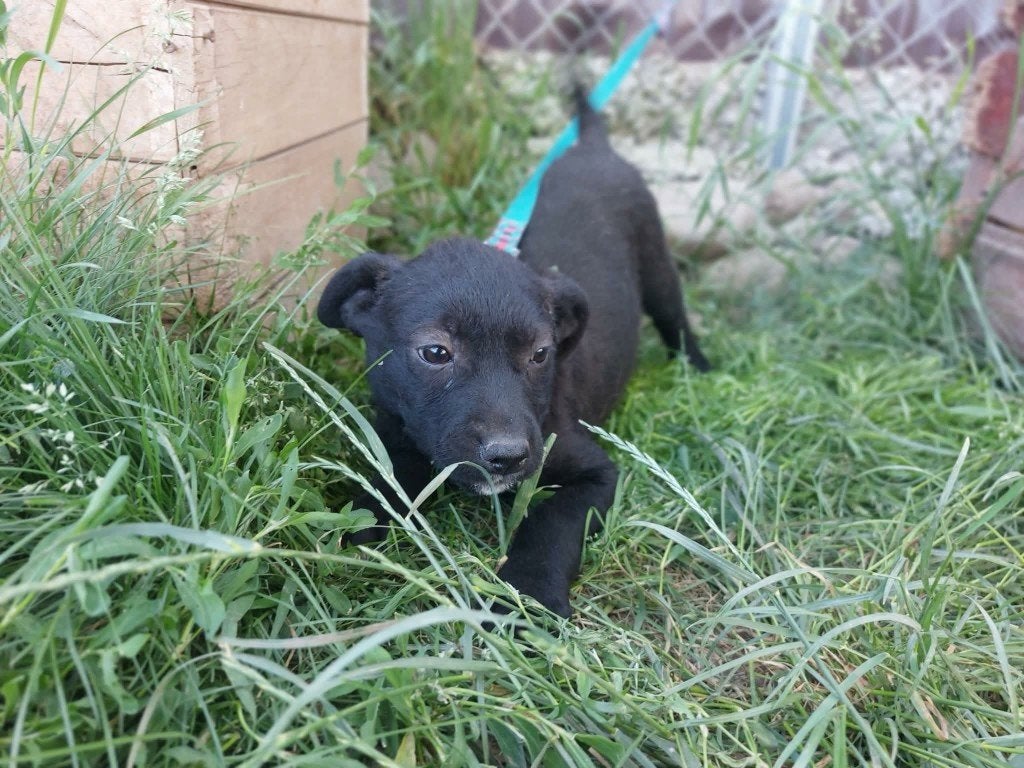 PUP BILLIE, Klein formaat, vriendelijk, reutje, zoekt thuis, Dieren en Toebehoren, Particulier, 15 weken tot 1 jaar, Reu, Buitenland
