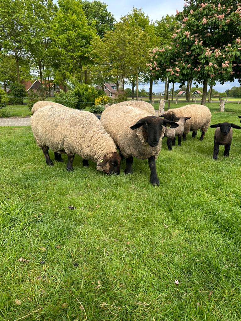 2 Suffolk ooien +- 3,4 jaar en 3 ram lammeren, Dieren en Toebehoren, Schapen, Geiten en Varkens, Meerdere dieren, Schaap