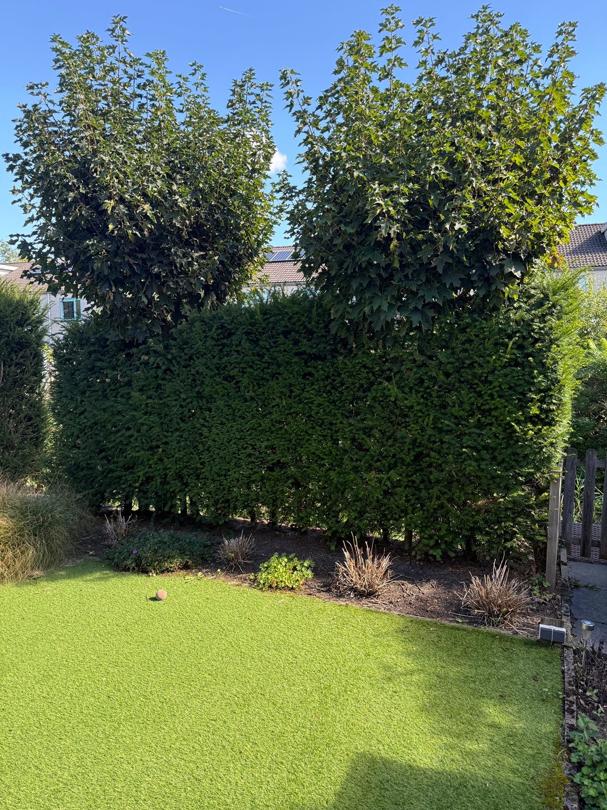 Taxus haag, Tuin en Terras, Ophalen, Taxus, Haag, 100 tot 250 cm