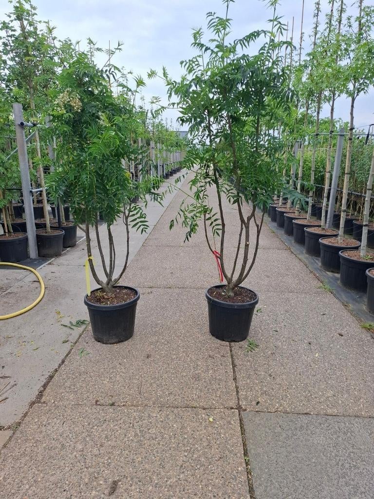 meerstammige sorbus dodong lijsterbes in pot, Overige soorten, Zomer, Ophalen, Volle zon
