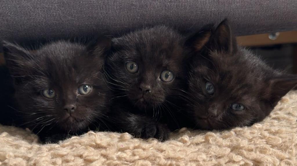 Kittens britse korthaar x Europese korthaar, Meerdere dieren