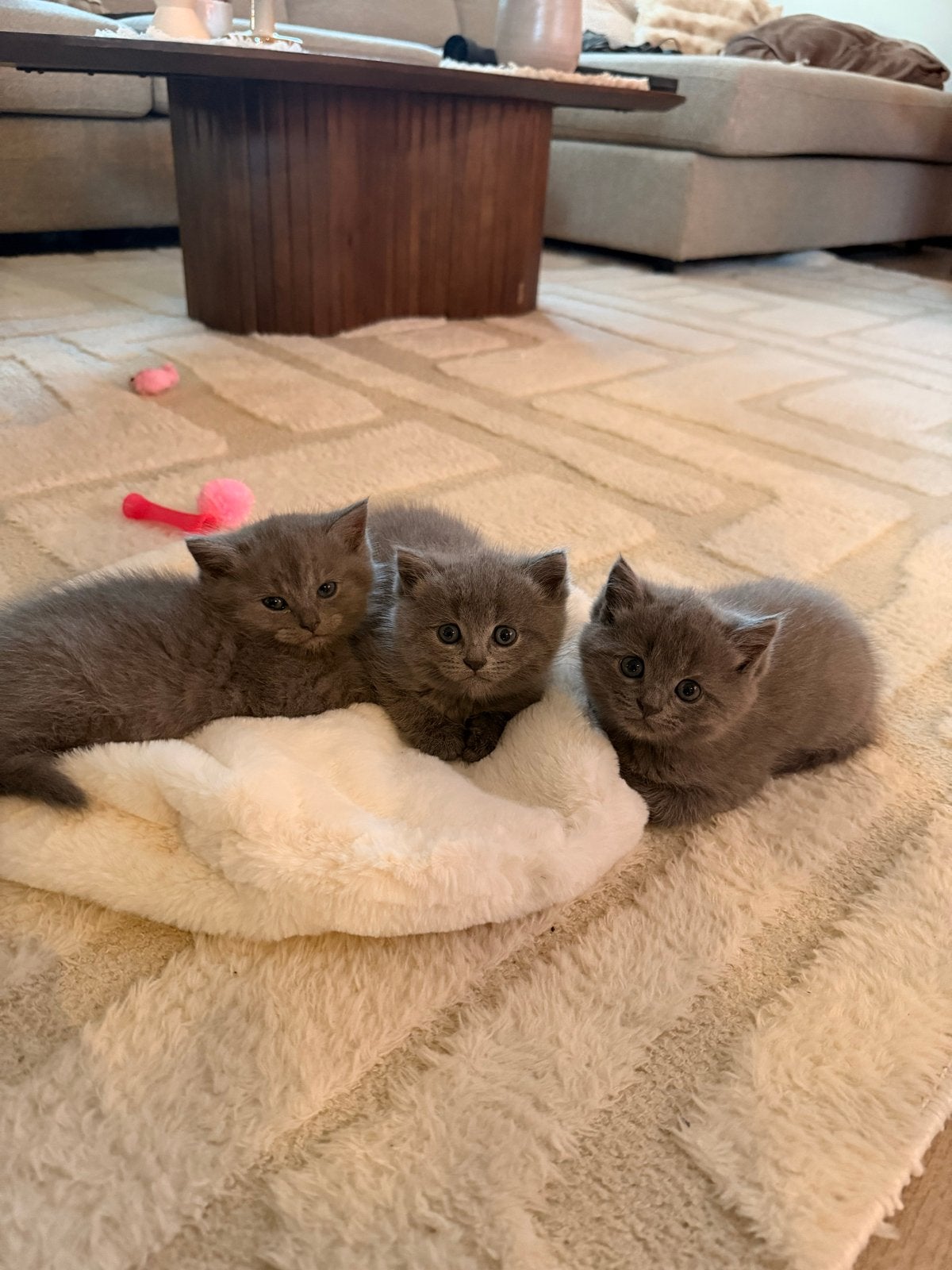 Britse korthaar kittens, Dieren en Toebehoren, Katten en Kittens | Overige Katten, Meerdere dieren, Kortharig, 0 tot 2 jaar