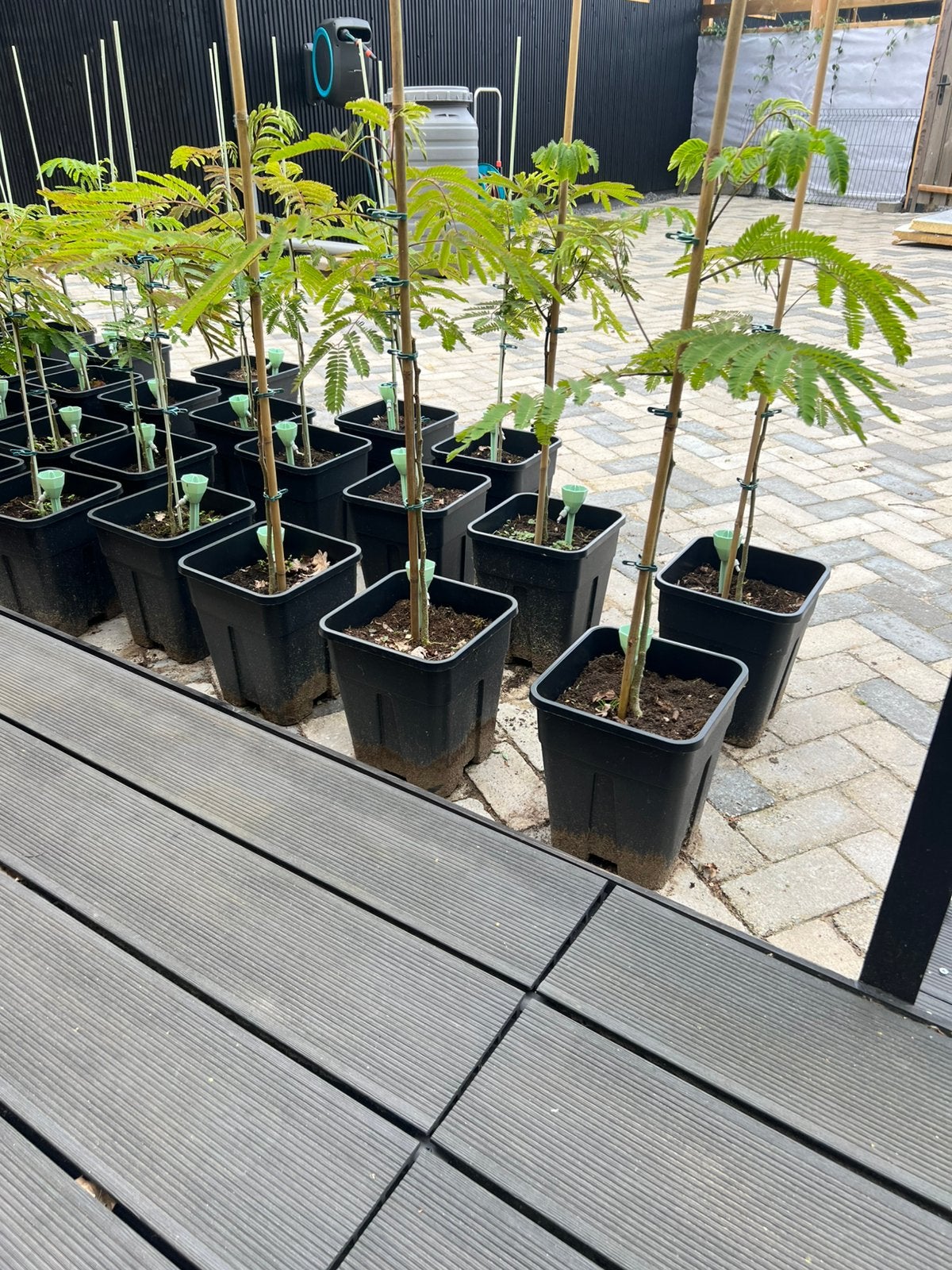 Perzische Slaapboom, Ophalen, Overige soorten, Volle zon