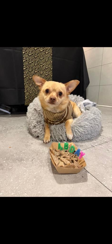 Chichuahua, 6 jaar of ouder, Reu, Eén hond, Chihuahua