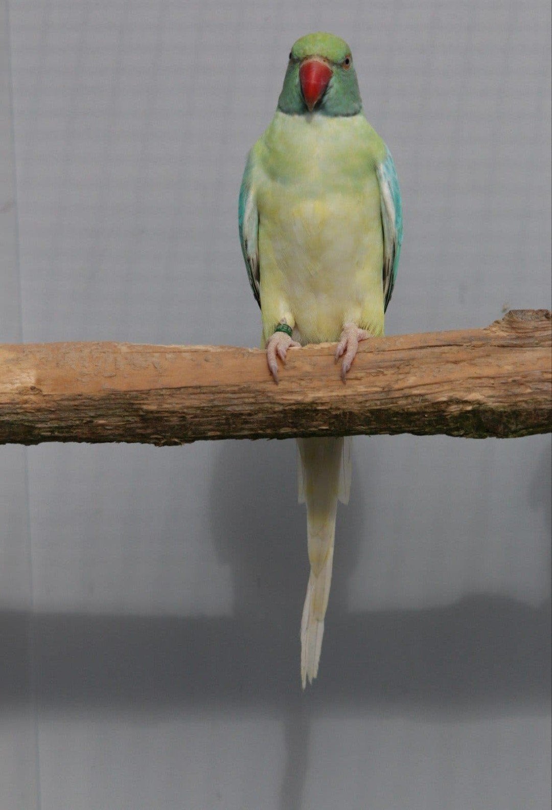 Halsbandparkiet Opaline Bleekstaart Turquoise pop 2026, Dieren en Toebehoren, Vrouwelijk, Parkiet, Geringd