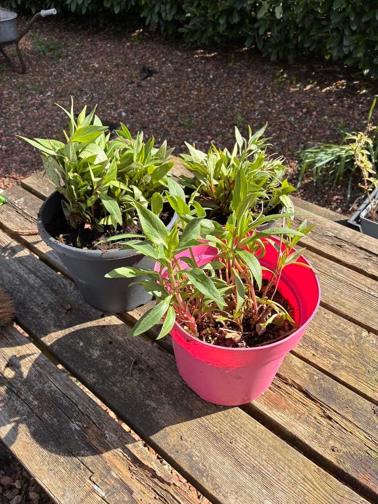 Vaste planten Valeriaan / roze Spoorbloem, Ophalen, Vaste plant, Overige soorten, Halfschaduw
