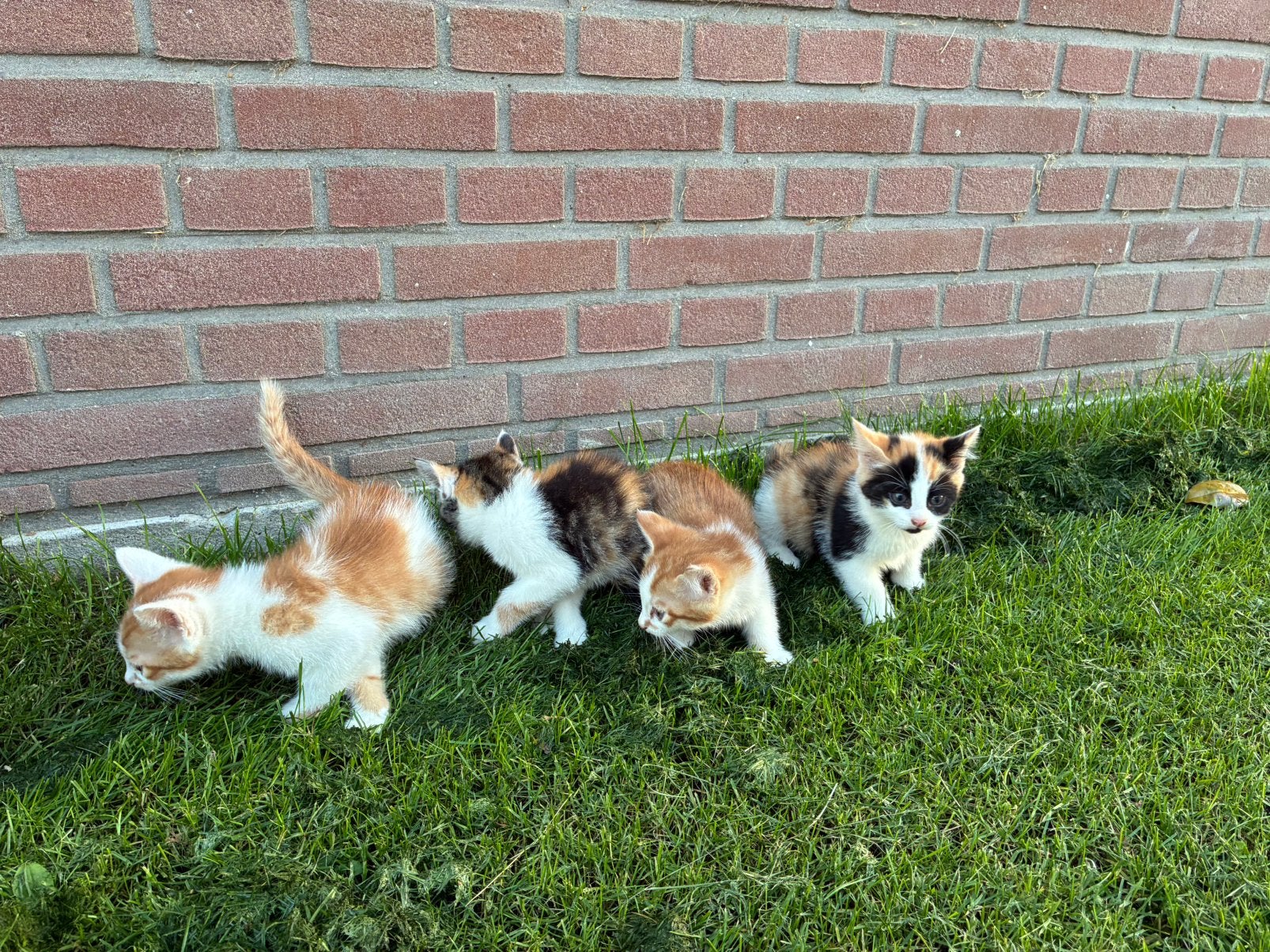 Boerderij kittens katten, Dieren en Toebehoren, Meerdere dieren, Kortharig, 0 tot 2 jaar