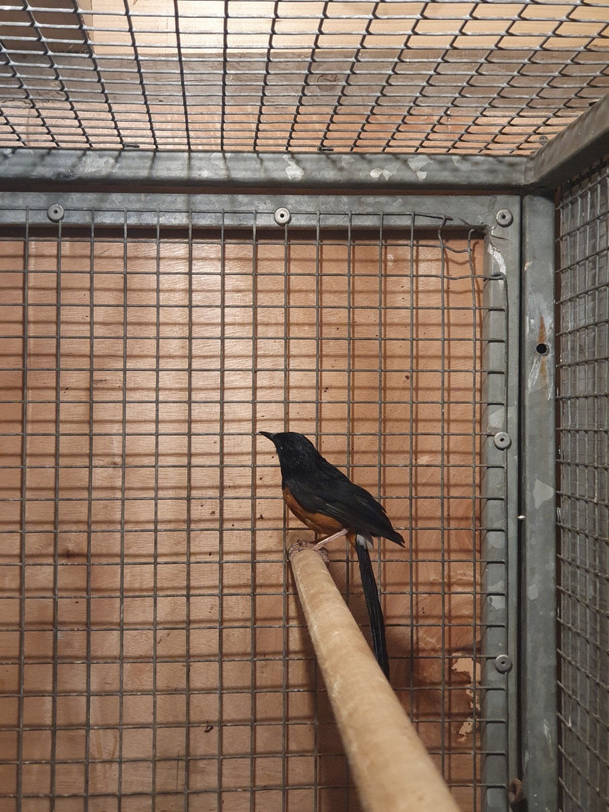 schamalijster man, Dieren en Toebehoren, Mannelijk