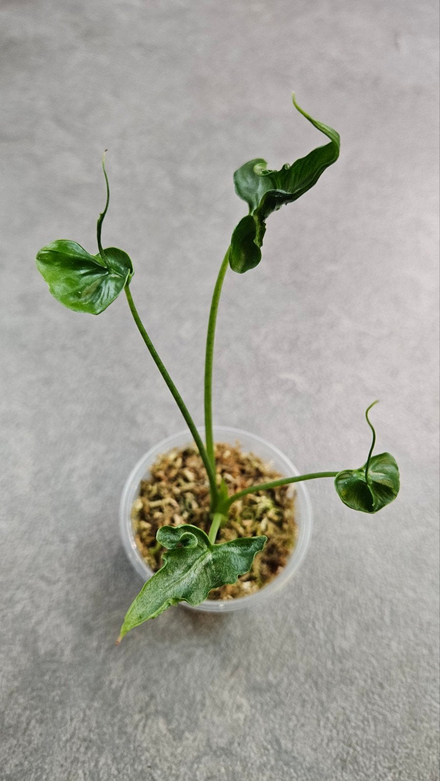 Alocasia 'Teletubbie', Ophalen of Verzenden, Halfschaduw, Minder dan 100 cm