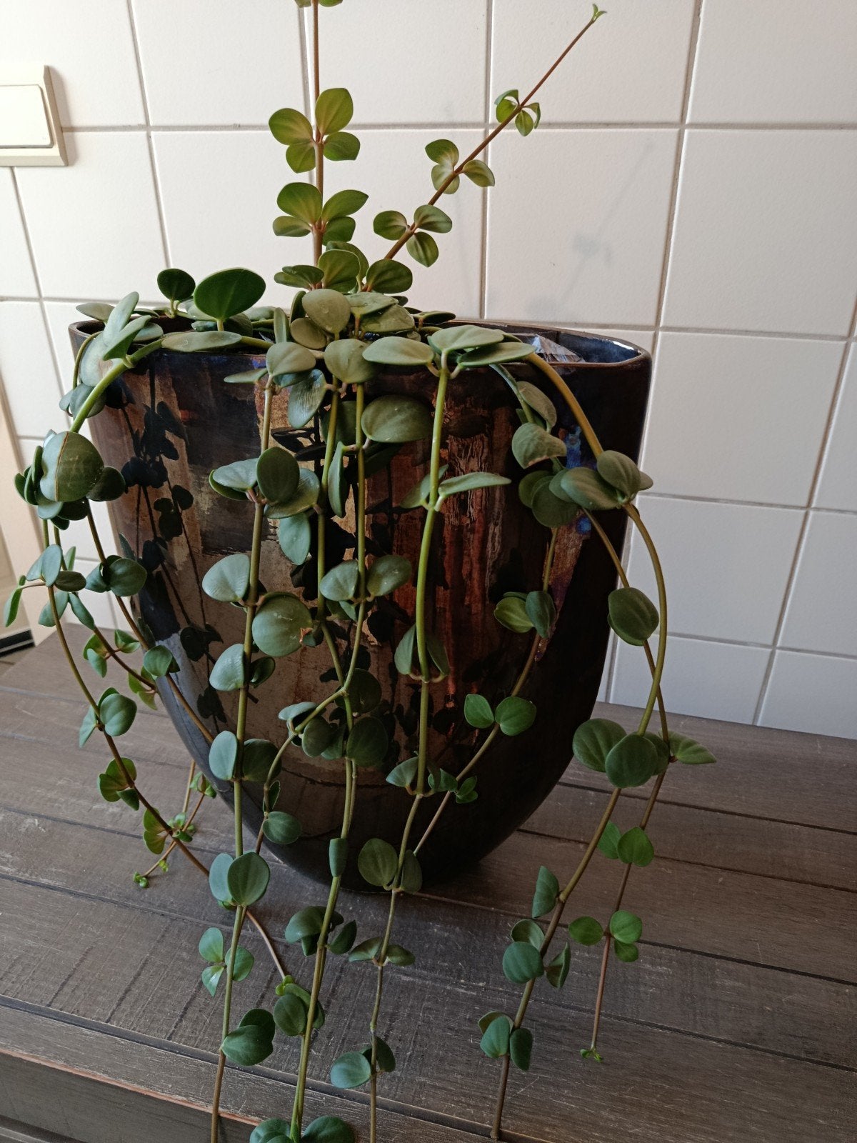 Goudbruine ovale vaas. inclusief plant., Huis en Inrichting, Woonaccessoires | Vazen, Ophalen, Gebruikt, Bruin, Steen/keramiek