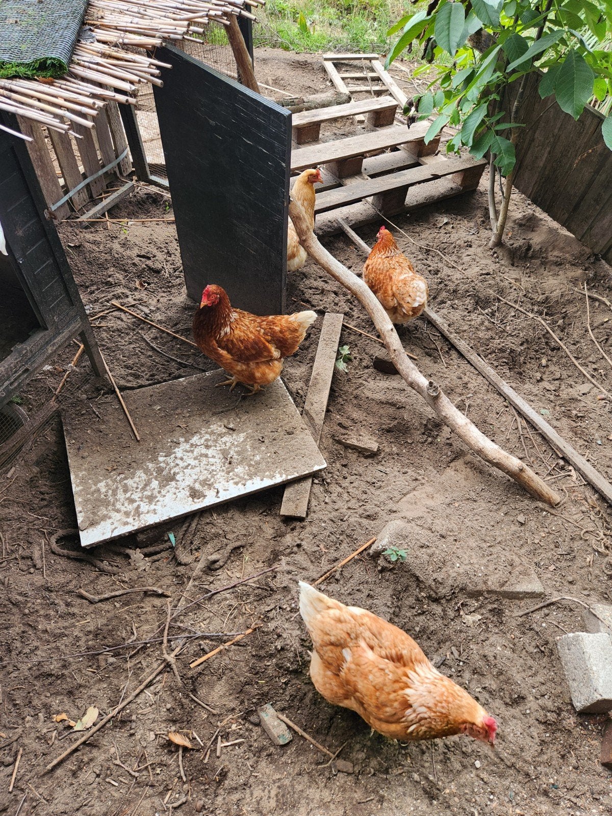 lohman brown en isa brown kippen, Dieren en Toebehoren, Vrouwelijk, Kip