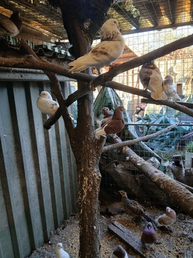 Gelderse slenk, Dieren en Toebehoren, Meerdere dieren, Overige soorten