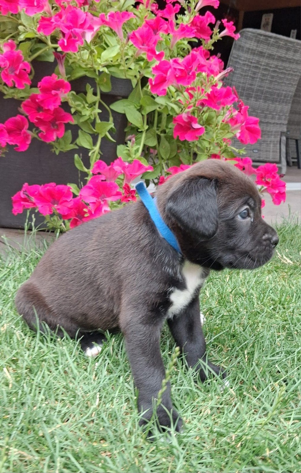 Leuke kruising Labrador Boxer x Boxe, Dieren en Toebehoren, Honden | Niet-rashonden, Middel, Meerdere dieren, Particulier, Meerdere