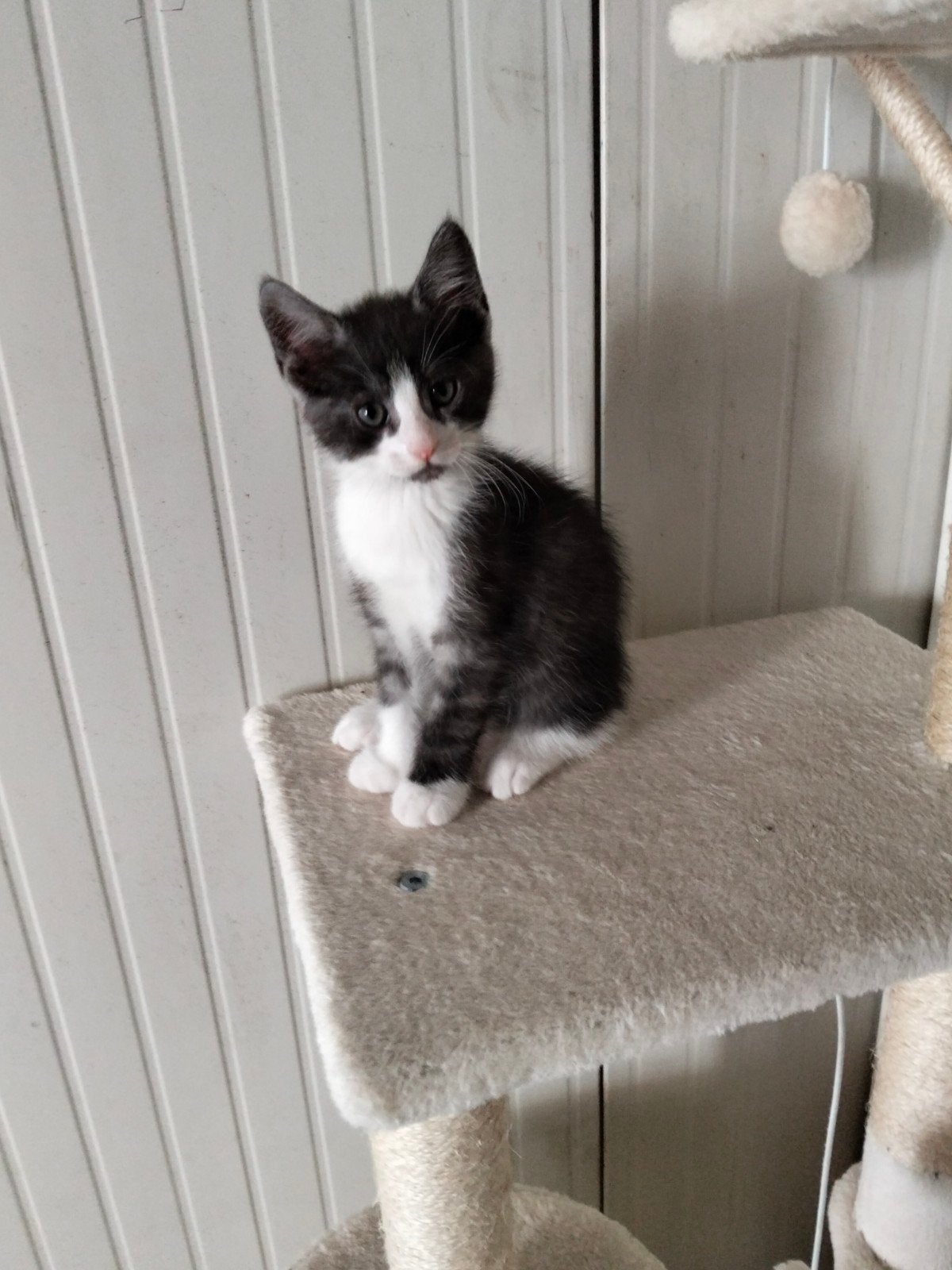 halve Maine Coon kittens, Meerdere dieren