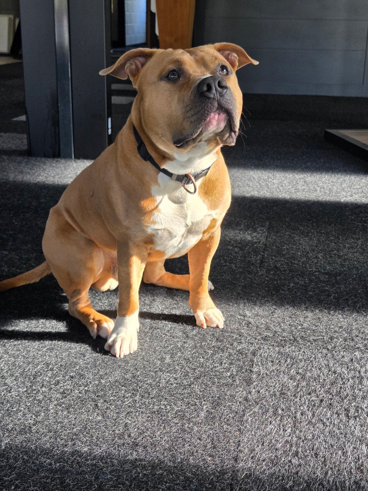 Amerikaanse stafford, Reu, 1 tot 2 jaar, American Staffordshire Terriër, Parvo