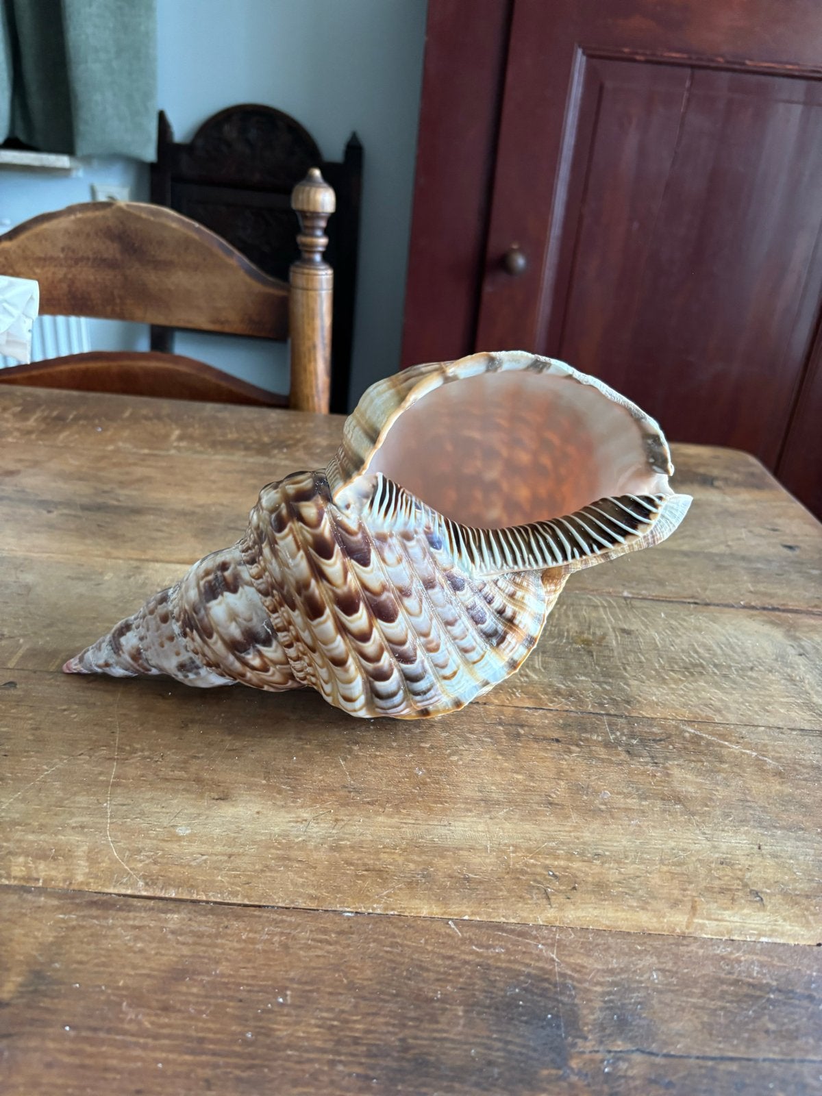 Grote decoratieve schelp - 30 cm breed, Ophalen of Verzenden