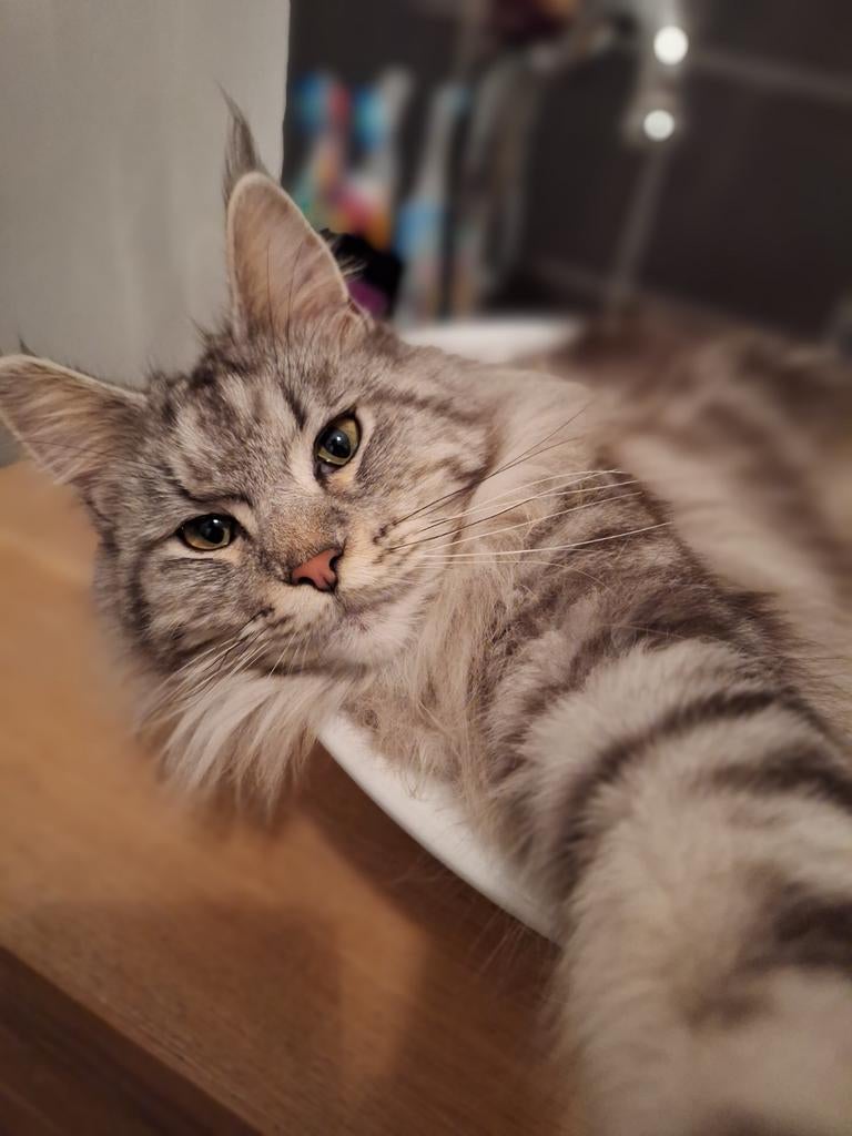 Maine coon poes te koop
