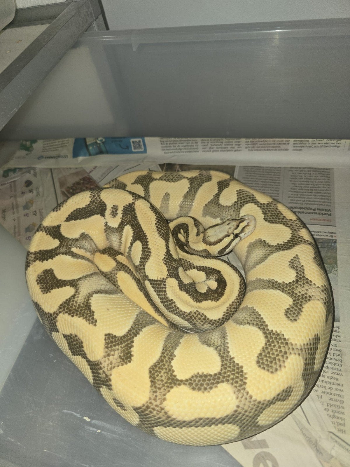 Python regius 0.1 pastel yb harlequin desertghost