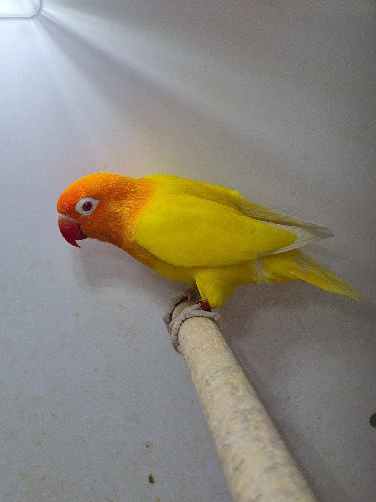 Broedrijpe fischeri agapornis lutino man, Dieren en Toebehoren, Mannelijk, Dwergpapegaai of Agapornis, Geringd