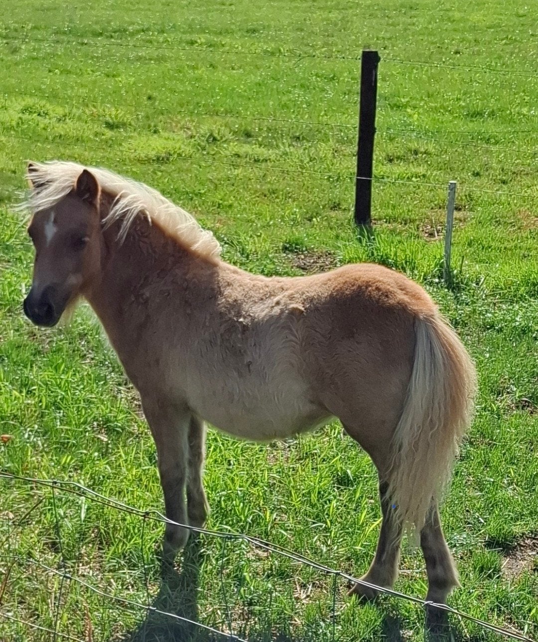 Shetlander merrieveulen, Merrie, A pony (tot 1.17m), 0 tot 2 jaar