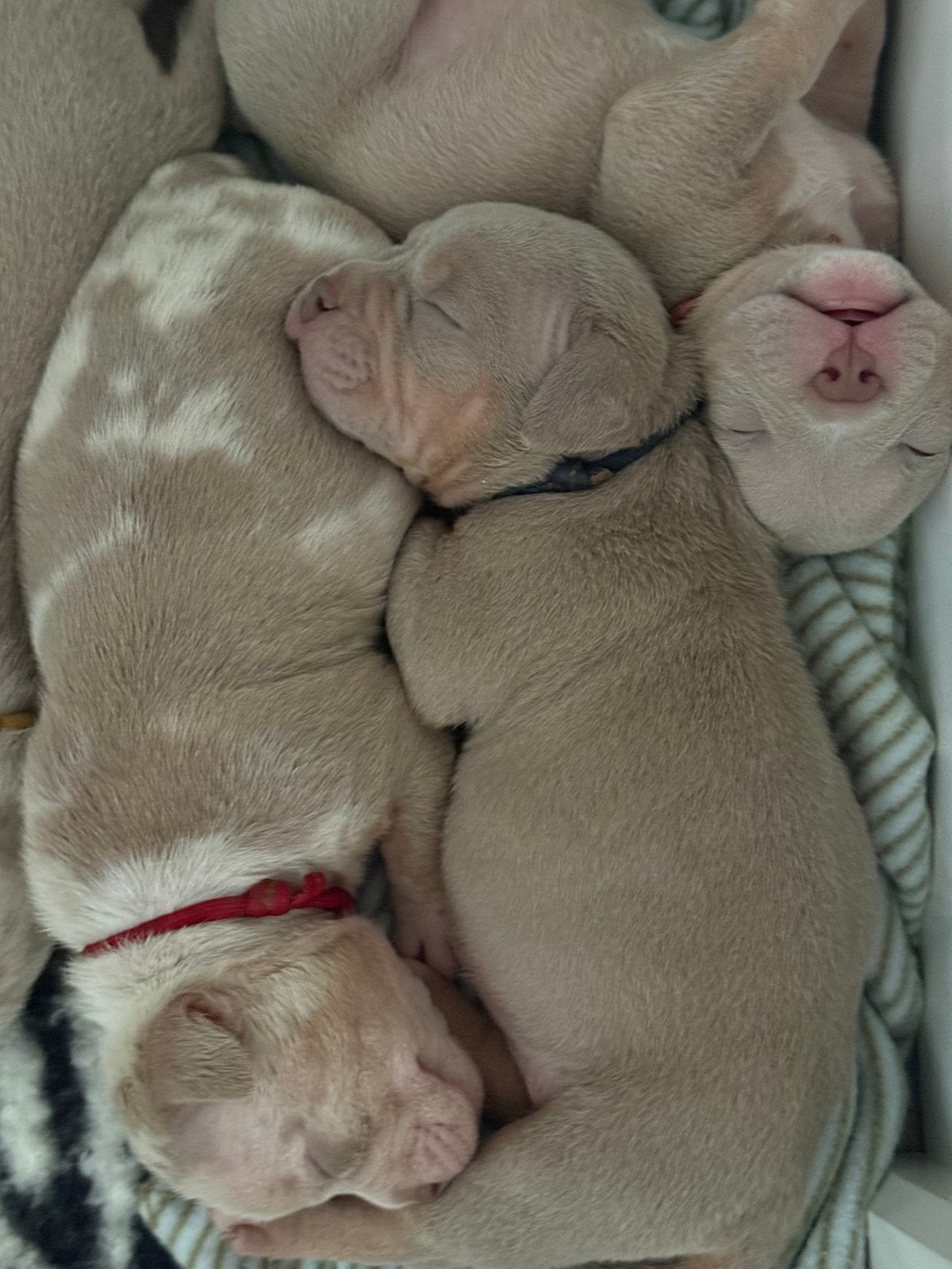 AMERICAN BULLY 🐻 MICRO EXOTIC POCKET BULLY PUPS, Overige rassen, 8 tot 15 weken, Meerdere, Meerdere dieren