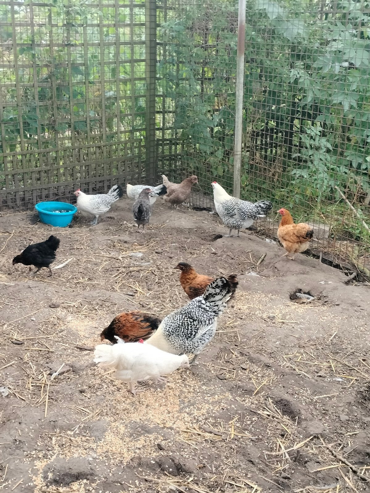 Wegens teveel en herselectie Huisjes Gezocht!, Meerdere dieren, Kip