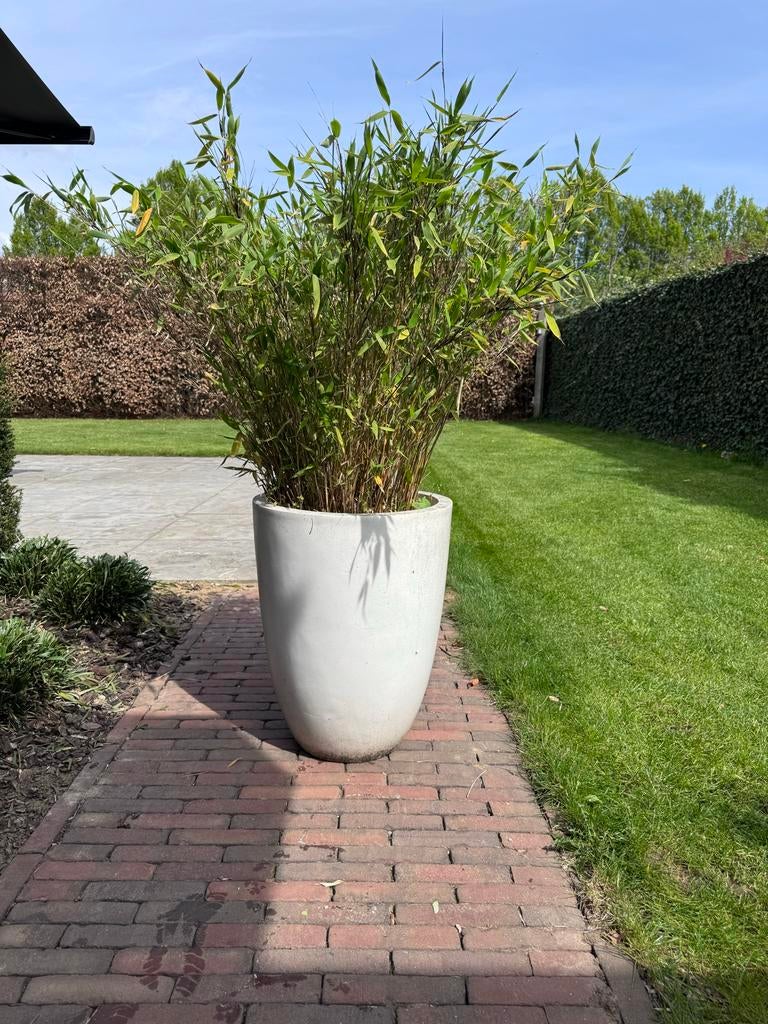 Niet woekerende bamboe in pot, Tuin en Terras, Planten | Tuinplanten, Vaste plant, Siergrassen, Halfschaduw, Bloeit niet, Ophalen