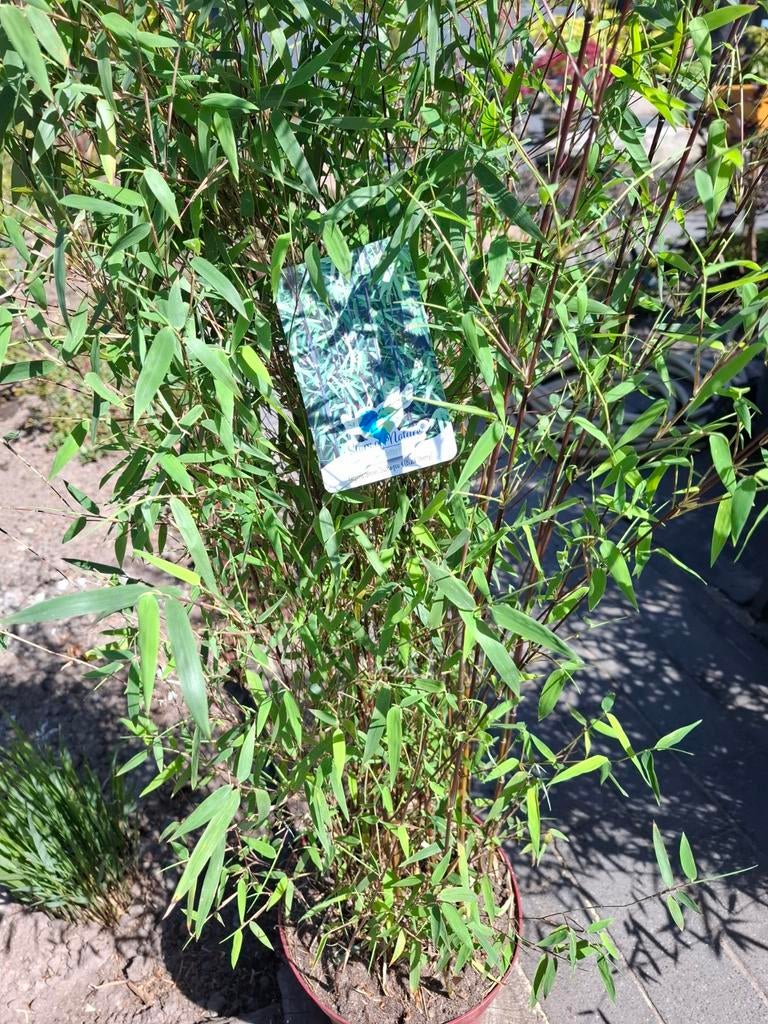 Te koop, Tuin en Terras, Planten | Tuinplanten, Ophalen, Bloeit niet, Overige soorten, Halfschaduw