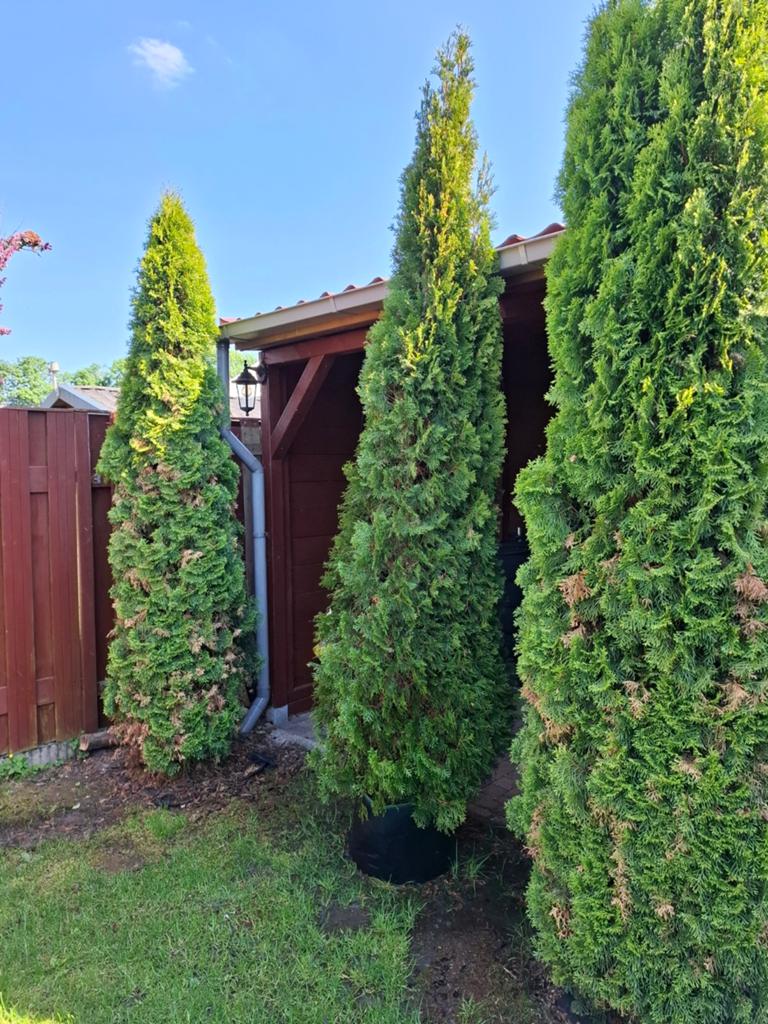Thuja occidentalis 'Smaragd', Ophalen of Verzenden, Bloeit niet, Volle zon, Overige soorten