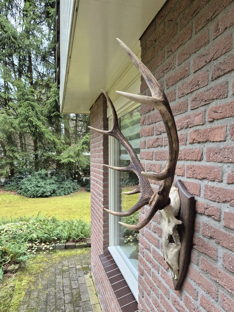 Mooi Edelhert Gewei Jacht Trofee Mancave Jacht Hut g10, Ophalen, Gebruikt, Hert, Gewei of Kop