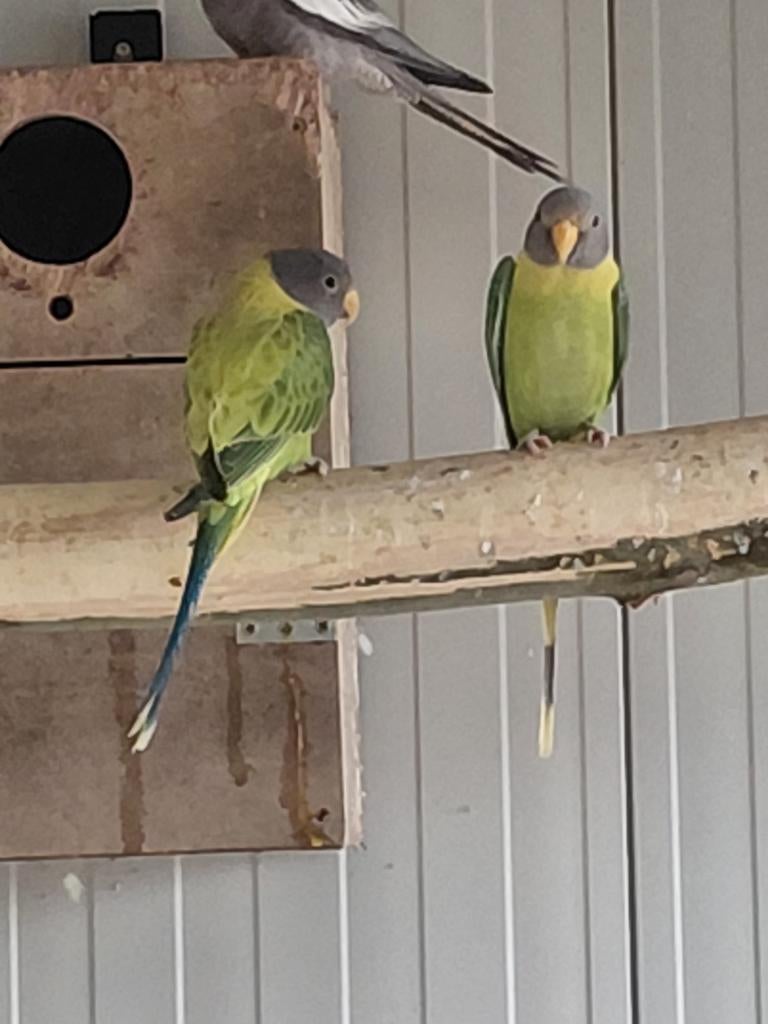 div parkieten en papegaaien te koop, Dieren en Toebehoren, Meerdere dieren, Papegaai, Geringd