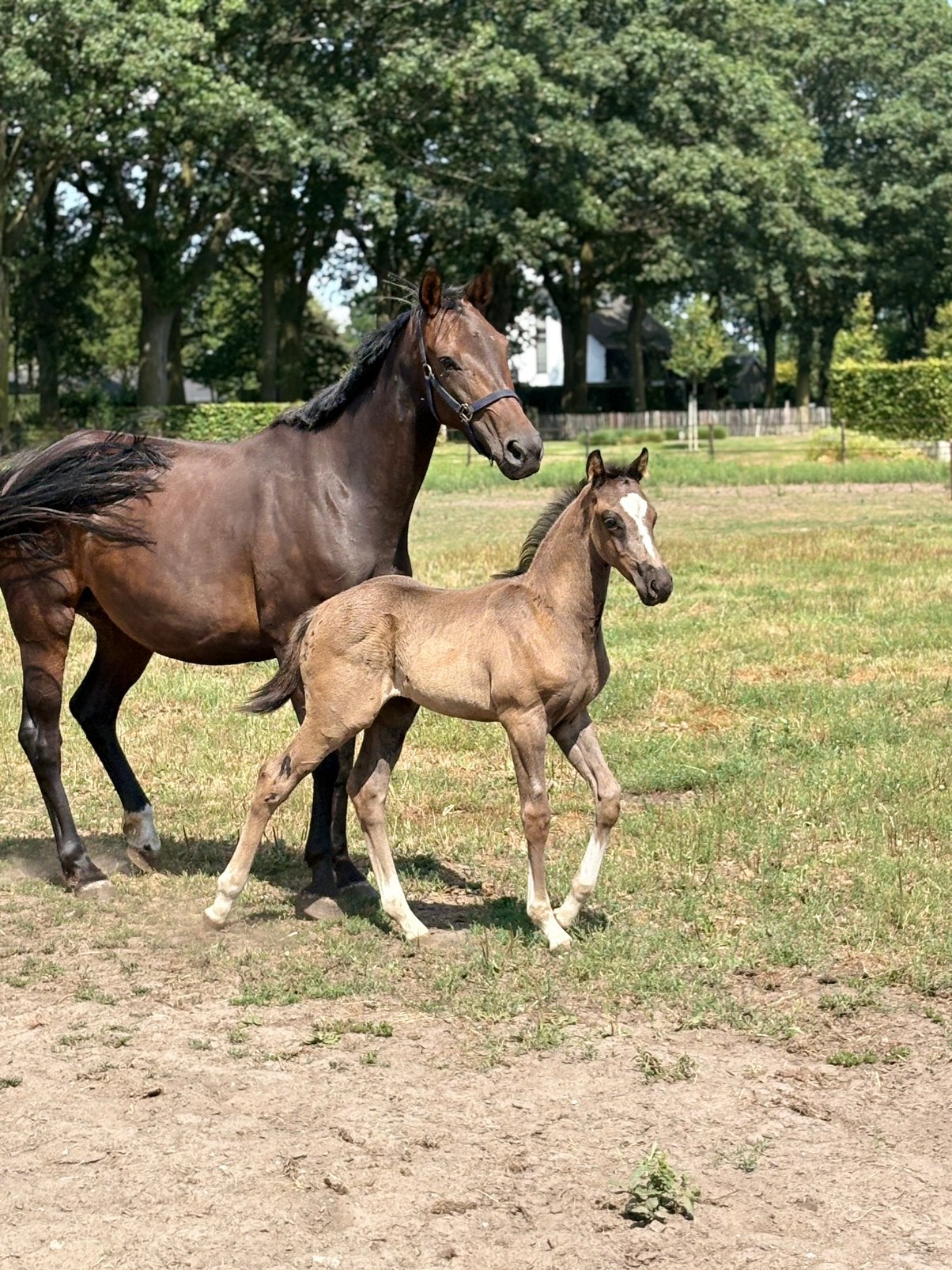 Aansprekend KWPN hengstveulen van Proud James, Hengst, 0 tot 2 jaar