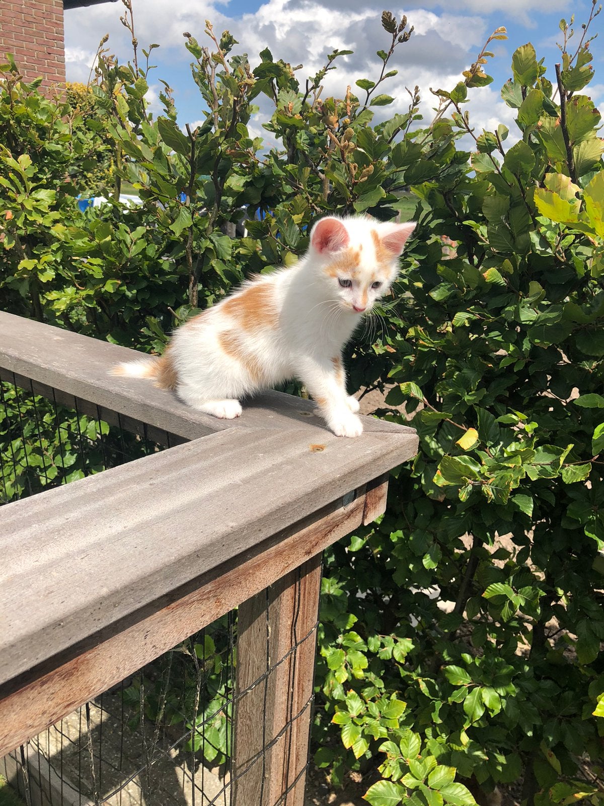 5 rood/witte kittens, Dieren en Toebehoren, Katten en Kittens | Dekkaters, 0 tot 2 jaar