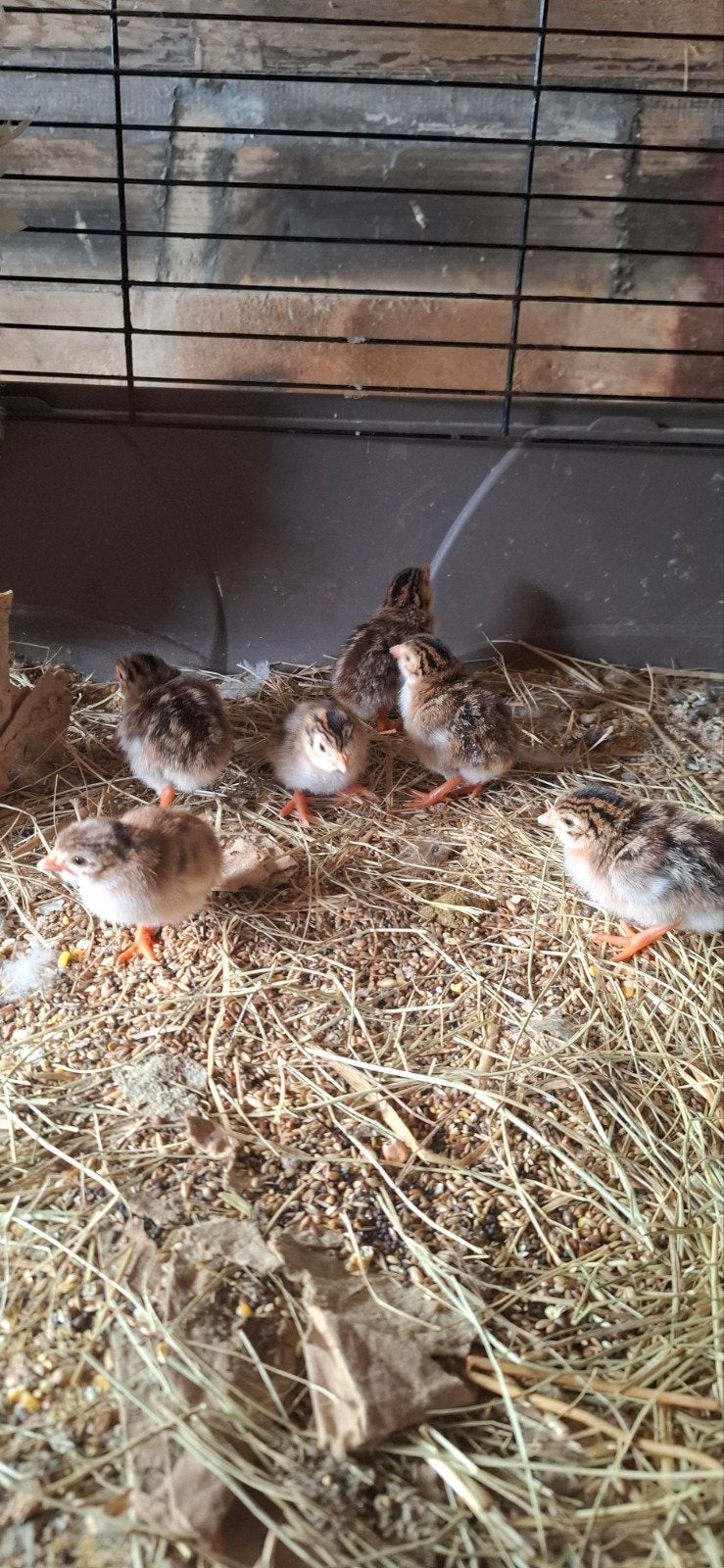parelhoen kuikens, Dieren en Toebehoren, Pluimvee, Geslacht onbekend