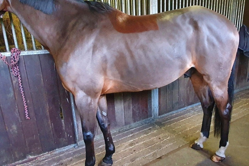 Scheerseizoen Paarden*Ponys