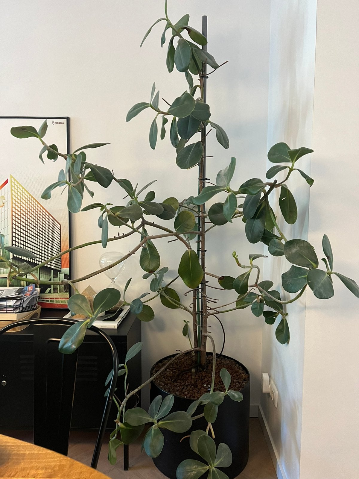 Grote Clusia rosea / Autograph Tree / Handtekeningenboom, Ophalen, Halfschaduw, Minder dan 100 cm